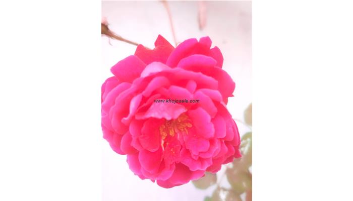 Bhikhari Hair Cutting Saloon